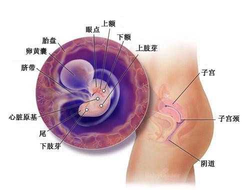 温州供卵价格表_萍乡做试管婴儿检查出HPV阳性，如果不治疗会怎样